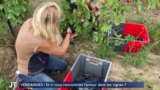 VENDANGES / Et si vous rencontriez l'amour dans les vignes ?