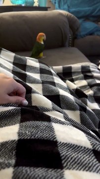 Le perroquet et le chat jouent comme des amis improbables