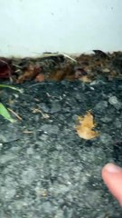 Une grenouille piquée éclabousse le mur