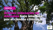 Árboles milenarios en Alemania, bajo amenaza por el cambio climático