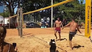 Ce chien est le roi du beach-volley