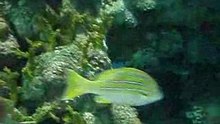 Shanghai Aquarium filmé par Xonim
