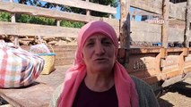 Les terres agricoles inutilisées d'Artvin Ardanuç sont transformées en jardins de lavande par les femmes en collaboration