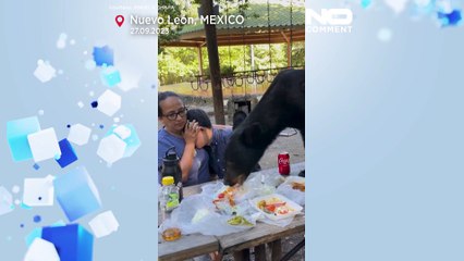 خرس سیاه برنامه پیک‌نیک خانواده وحشت‌زده را به هم زد