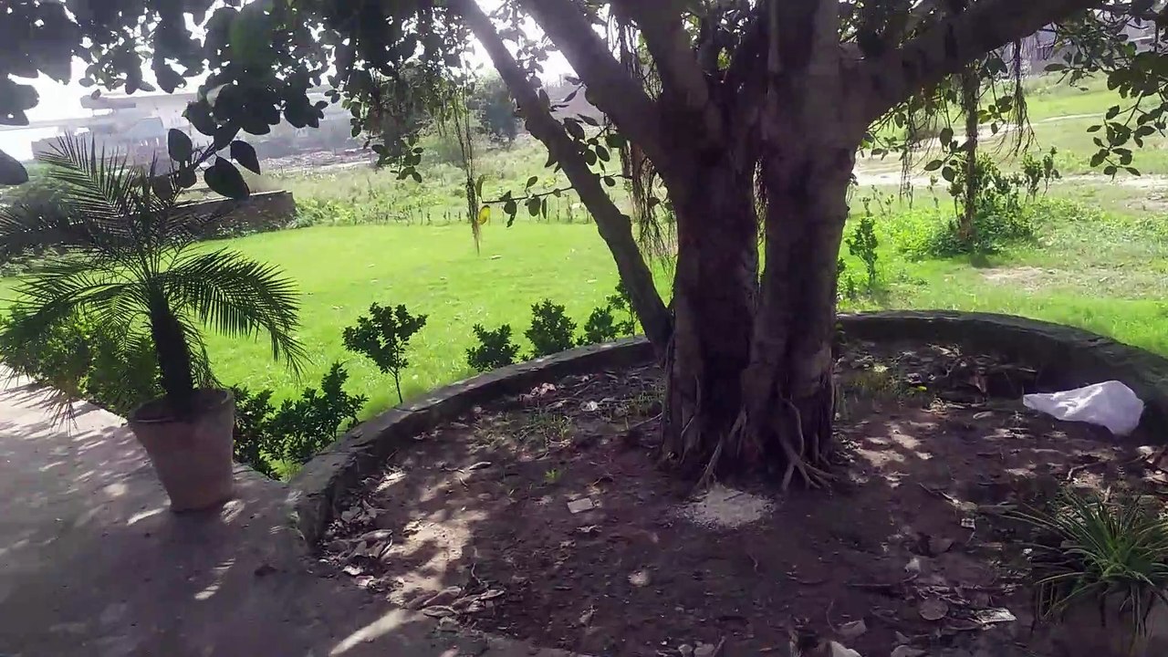 Asian awesome cat