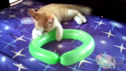 Chats vs Ballons