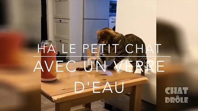 Vidéo, ha les petits chats trop drôle a partagé sur vos téléphone-appareil photo gratuit