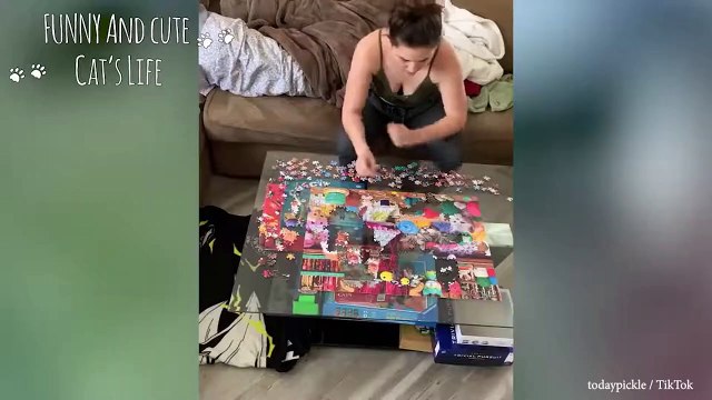 Des chats en colère drôles regardent jusqu'à la fin, ne plaisantez pas avec ces animaux.