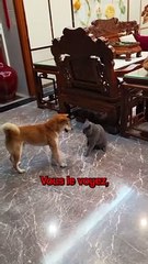 Ce Chien est Complètement Fou ❤