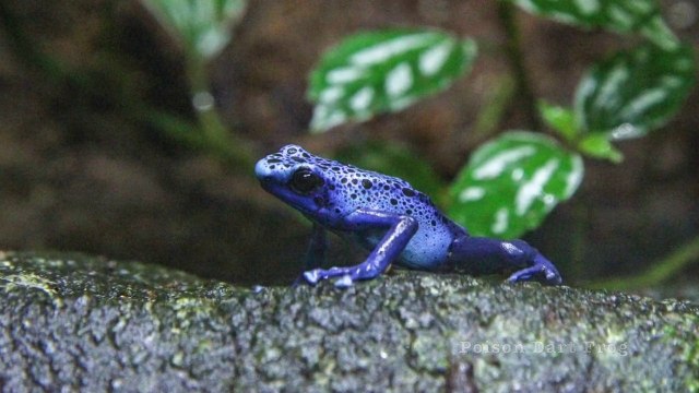 Poison vs Venom: The Difference Between Poisonous and Venomous Animals