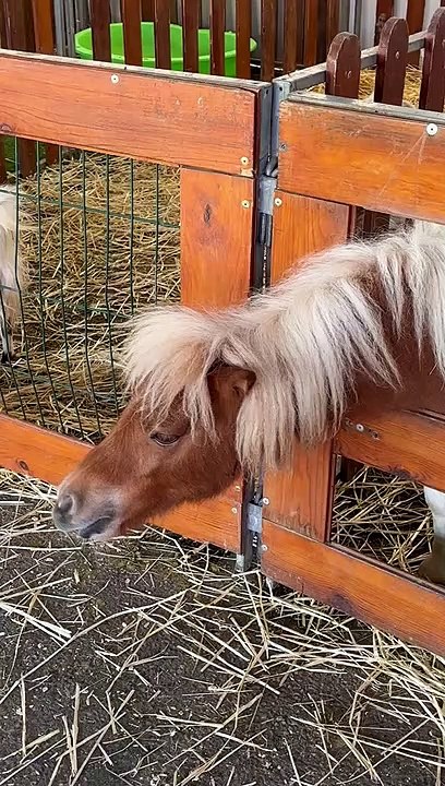 Poney 