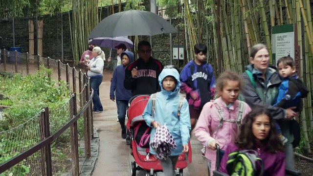 Fãs dizem adeus aos pandas de um zoológico nos EUA