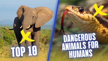 Top 10 Most Dangerous Animals For Humans