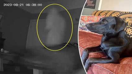 Boo! A ghost spooked my dog — and the whole thing was caught on pet cam