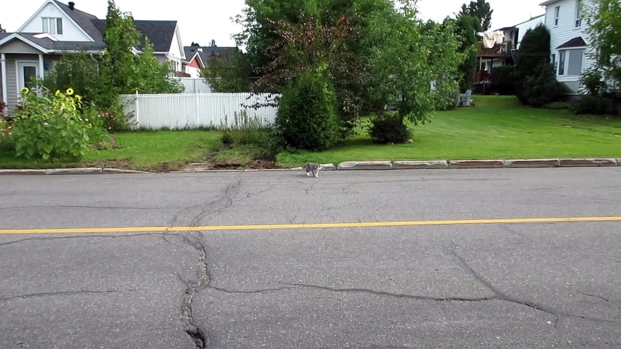 À Pied Alma Av. Labrecque Chat 24 Septembre 2023
