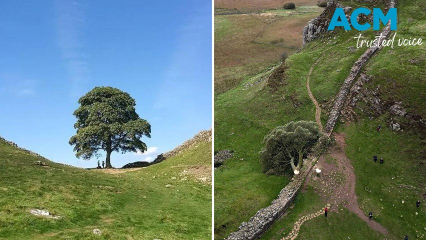 The Sycamore Gap tree at Hadrian’s Wall has been felled in what police are calling an act of vandalism.