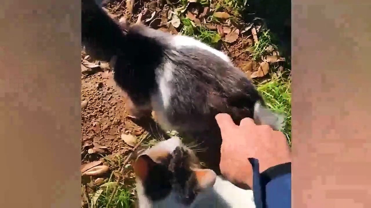 Cute and Comical Farm Animals A Collection of Videos You Can't Miss