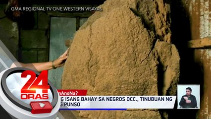 #KuyaKimAnoNa?: Kusina ng isang bahay sa Negros Occ., tinubuan ng malaking punso | 24 Oras