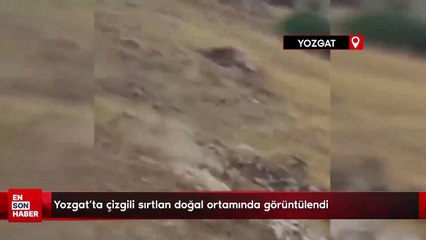 Yozgat’ta çizgili sırtlan doğal ortamında görüntülendi