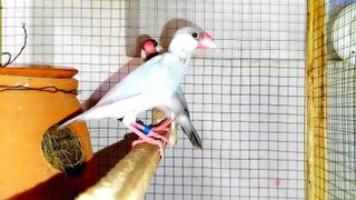 Beautiful Java Birds cute Sounds