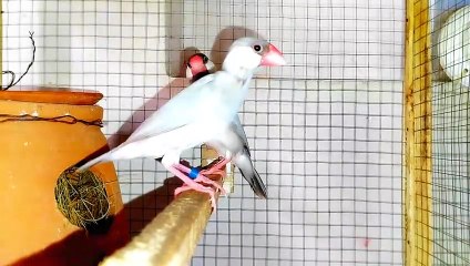 Beautiful Java Birds cute Sounds