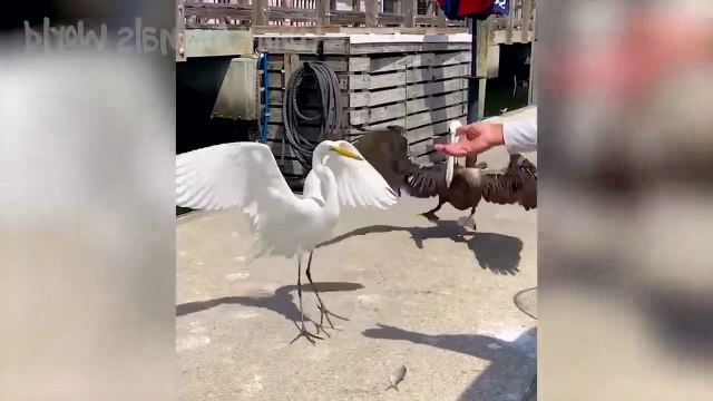 New Funny Animals Video 2023, New Funny Dogs, Cats And Other Animals Video, Cutest Funny Animals Video,