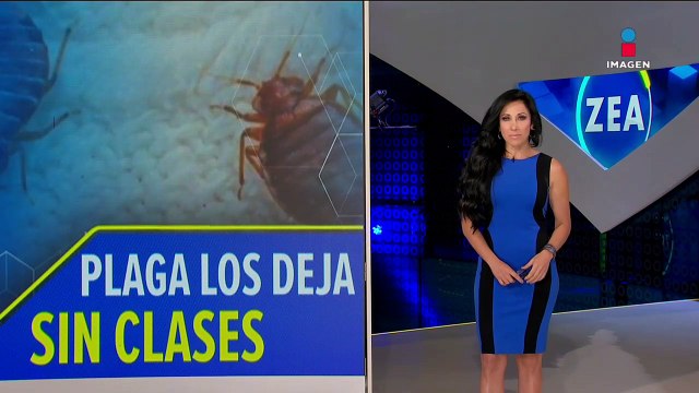 Plaga de chinches deja sin clases a alumnos de dos planteles en León