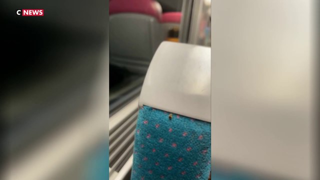 Punaises de lit : la Mairie de Paris réclame un plan national