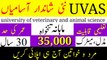 University Of Veterinary And Animal Sciences Jobs 2023 | Today All Jobs Update