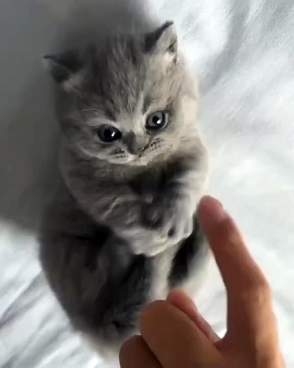 Cute cat video funny cat video kumpulan video kucing lucu