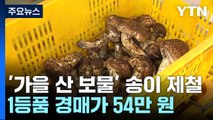 '가을 산의 보물' 송이 제철...1등품 1kg 경매가 54만 원 / YTN