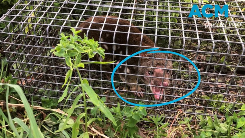 Farmer Pao Ling Tsai thought a cat was eating his chickens, so he set up a trap. What he caught instead was a spotted tailed Quoll - the first recorded in South Australia in 130 years.