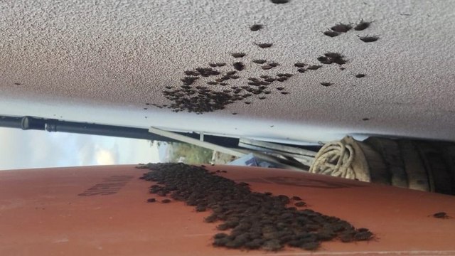 Karadeniz’de kahverengi tehlike, her yerdeler