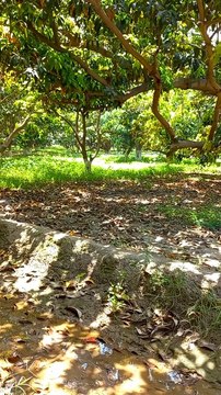 4K Ultra Hd 60fps | Nice View of Nature | 4k Nature Video | #nature #shorts