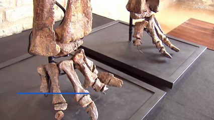 Ισπανία: Ανακαλύφθηκε νέο είδος δεινόσαυρου στη Βαλένθια