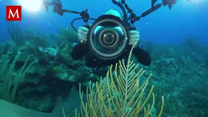 Exploración marina en Alaska: Investigadores de la NOAA capturan un calamar de cristal