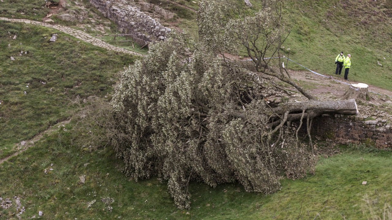 16-jähriger fällt berühmten "robin hood"-baum