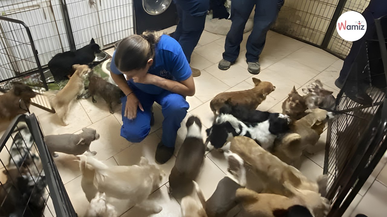 Grand Est : une centaine de chiens de race Chihuahua saisis dans un élevage illégal