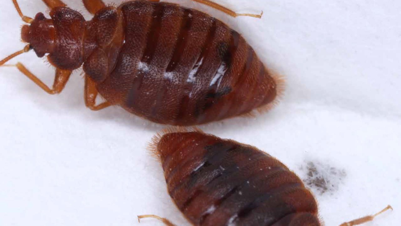 Invasion de punaises de lit : comment les reconnaître et pourquoi elles prolifèrent autant ?