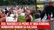 Oso, nakigulo sa picnic at mga kambing, humarang naman sa kalsada | GMA Integrated Newsfeed