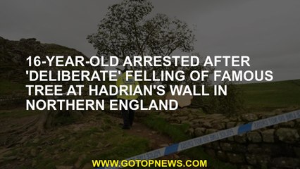16-year-old arrested after 'deliberate' felling of famous tree at Hadrian's wall in northern England