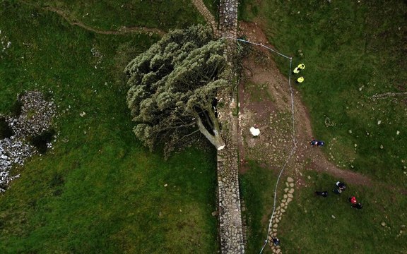 L’un des arbres les plus connus du Royaume-Uni délibérément abattu, un adolescent interpellé