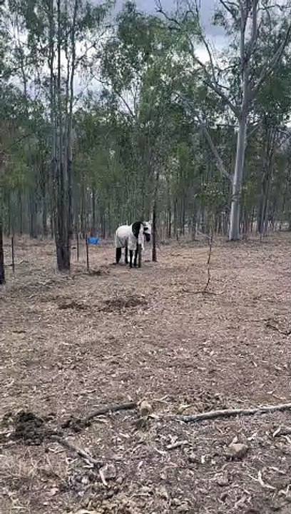 Horse Trapped On A Tree
