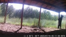Young Bear Scratches Its Back on Pole