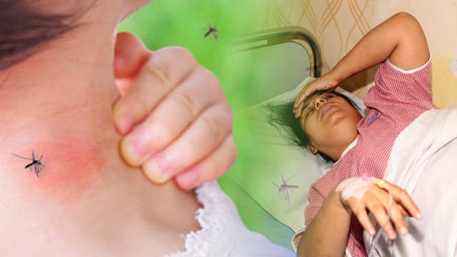 डेंगू क्या मादा मच्छर के काटने से ही होता है | Dengue Machar Kaisa Hota Hai | Boldsky