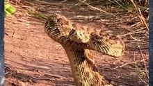 5 Snake Fact Video 2nd-2