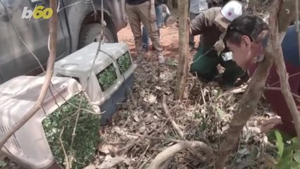 These Harpy Eagles Were Freed After Five Years