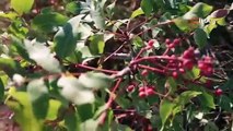 Adana'da hasadı başladı, kahve olarak tüketiliyor: Kilosu 80 TL!