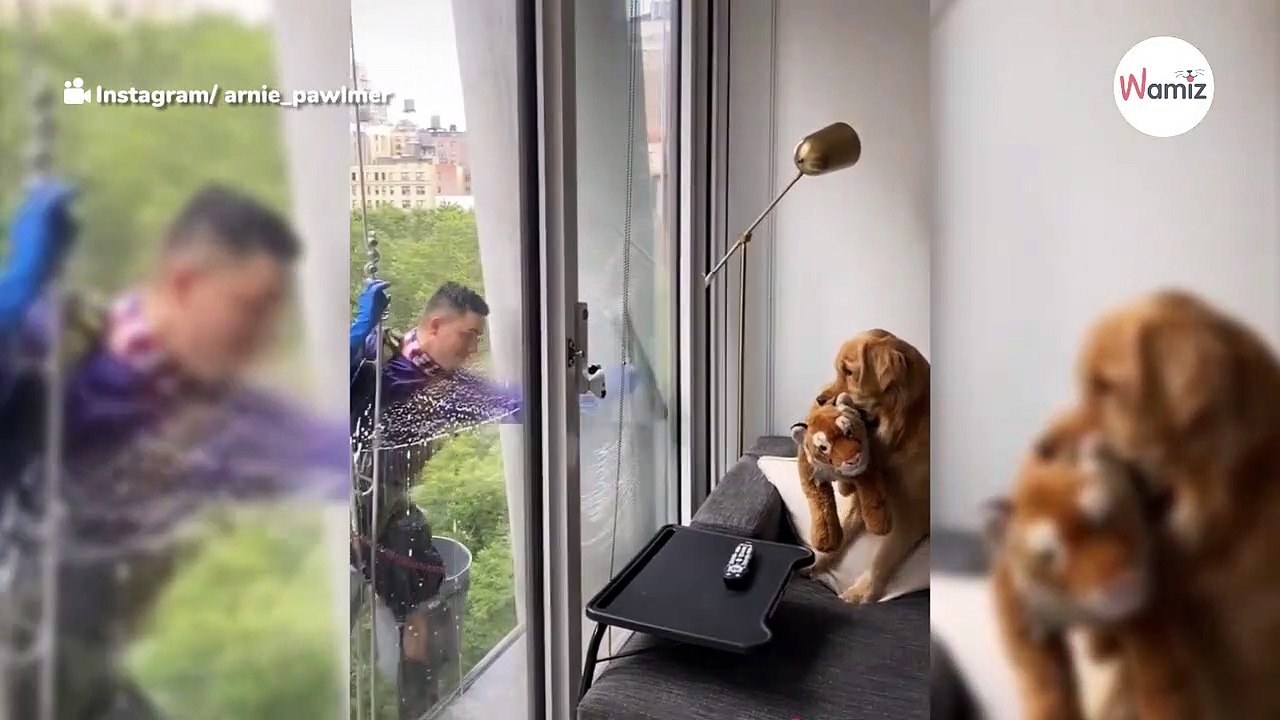 Fensterputzer völlig von der Rolle, als er sieht, wer hinter dem Fenster wartet (Video)