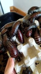 La blatte : l'insecte qui sait tout faire ?